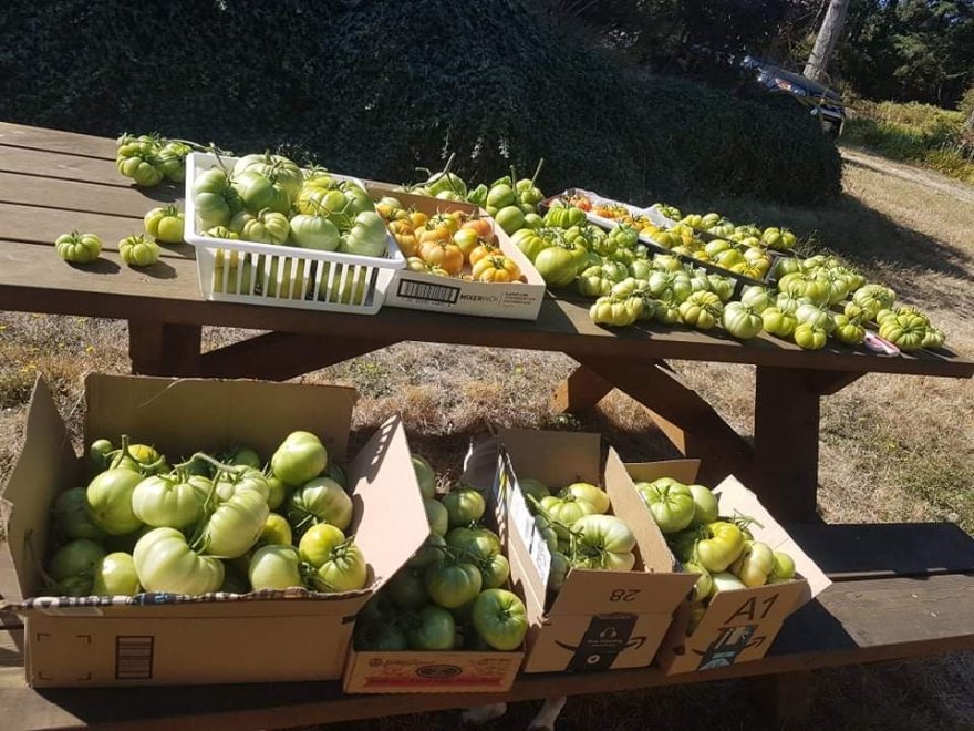 Tips for Extending Your Tomato Harvesting Season